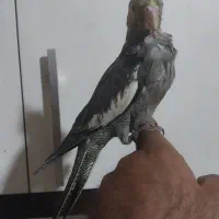 جوجه عروس هلندی