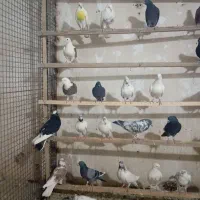 کبوتر عالی