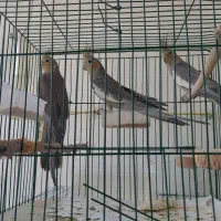 عروس هلندی