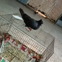 کبوتر پرنده