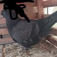 جوجه زاغ سرور