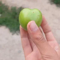 باغچه الوان 1000متر در بالانج