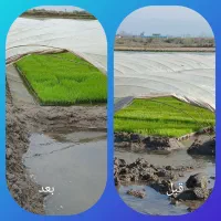احیای نشاء های درمعرض خطربا کودهای ارگانیک