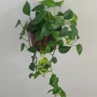 گل های آپارتمانی وبیرونی