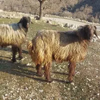 فروش بز ومیش بره دار وگلون ومعاوضه باماشین