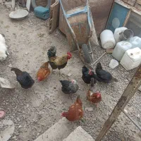 مرغ روستایی