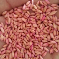 گندم بذری اصلاح شد بسیار مرقب صدرا
