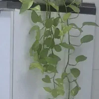 پتوس  بلند با گلدان سرامیکی