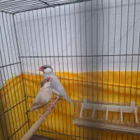 دو جفت فنچ نرگسی مولد شکلاتی سیلور بلبلی الیزابت