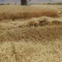 جار گندم دیم کلش