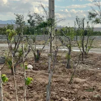 زمین،باغچه/سندتکبرگ/سهیلیه/کامرانیه