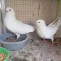 تعدادی کبوتر ب فروش می‌رسد