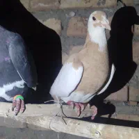 پلنگ زرد ماده