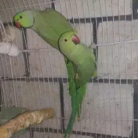 جفت مولدطوطی ملنگو با جوجه