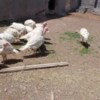 بوقلمون|حیوانات مزرعه|تربت جام, میان جام|دیوار