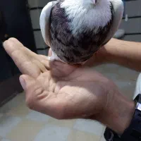 نفش فرهنگشهر