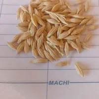 خریدار جو محلی مقدار۱۰ تن
