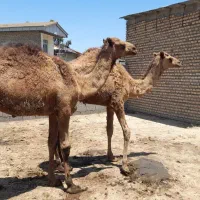 دونفربچه شترچاق