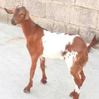 تیشتر سومالی چاق ۲قلو