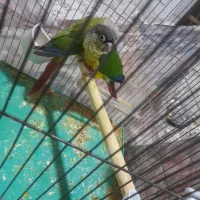 جوجه گیرینچیک