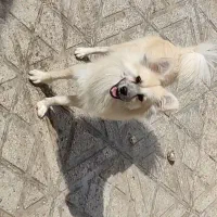 پامر روباهی نر