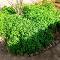 نهال گوجه فرنگی
