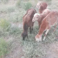 بره نر سبک