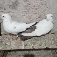کبوتر