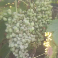 غوره وم زده مخصوص آبگیری برای کاسبافروش فقط کلی