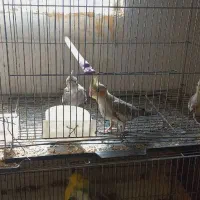 عروس هلندی و مرغ عشق