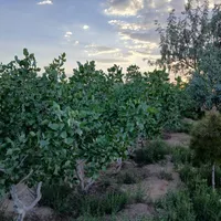 فروش زمین  و باغ ۲۲۱۸ متری در البرز|فروش زمین و ملک کلنگی|تهران, آذری|دیوار