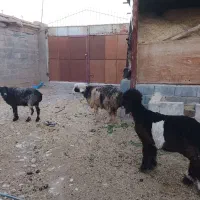 گوسفند