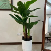 شامادورا پرنده بهشتی