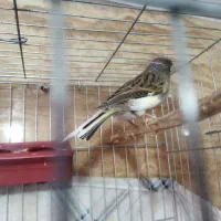 قناری نرو و ماده