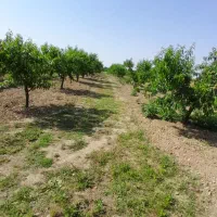 فروش-باغ-هلو