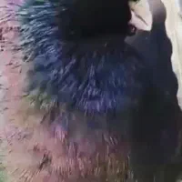 زاغ ابادانی اصیل