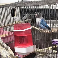 طوطی کوتوله