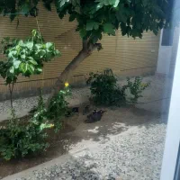 همکف-کوچه-سپاه-حیاط-اختصاصی