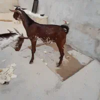 نری