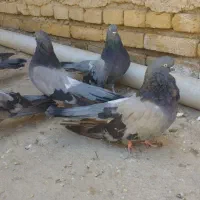 کبوتر|پرنده|نهاوند, |دیوار