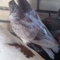 کبوتر