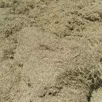 فروش کاه نخود درجه یک مخصوص پرواربندی 30تن