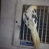 عروس هلندی گمشده