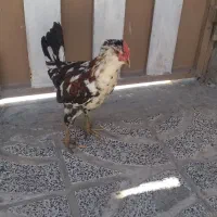 خروس گلین ۵ ماهه