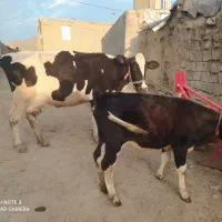 گاو