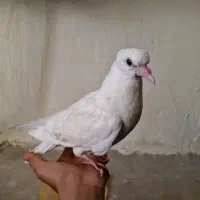 جوجه کبوتر