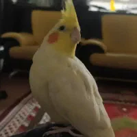 عروس هلندی مولد