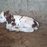 ۲عدد گوساله سیمیناتال و سوئیسی