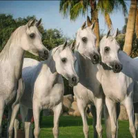 پانسیون و نگهداری اسب در کردان