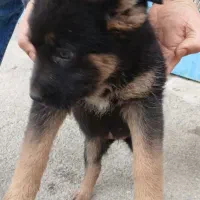 سگ ژرمن|سگ|باغستان, |دیوار